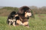 DOGUE DU TIBET 443